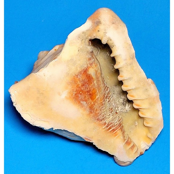 Queen Helmet Seashell Horned Gulf Conch Elaborate Opening 5.6" X 5" VGC! #D - Picture 13 of 13